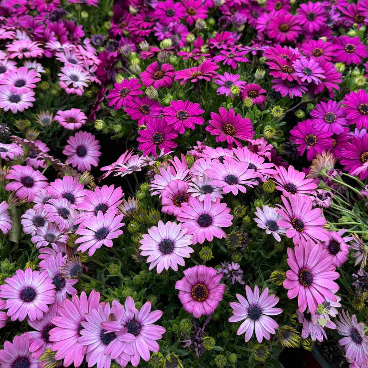 Διμορφοθήκη (Osteospermum ecklonis) | Αφρικανική Μαργαρίτα για Παρτέρια & Γλάστρες - 4